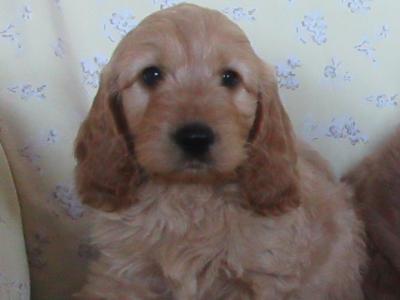 Cockapoo puppies in Carlow